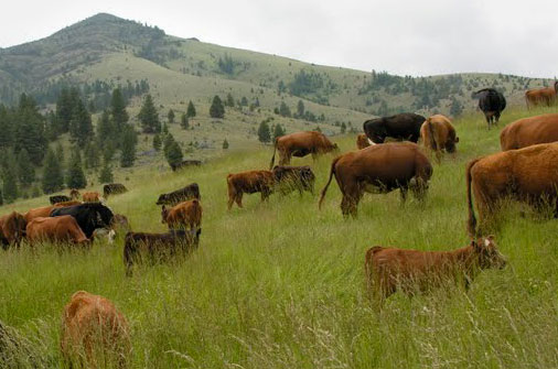 Cattle